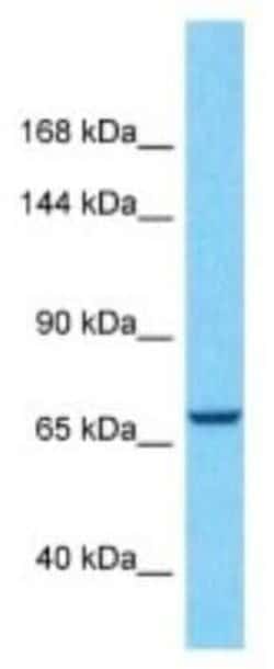 C19orf174 Rabbit anti-Human, Polyclonal, Novus Biologicals 100 &mu;g; Unconjugated:Antibodies,